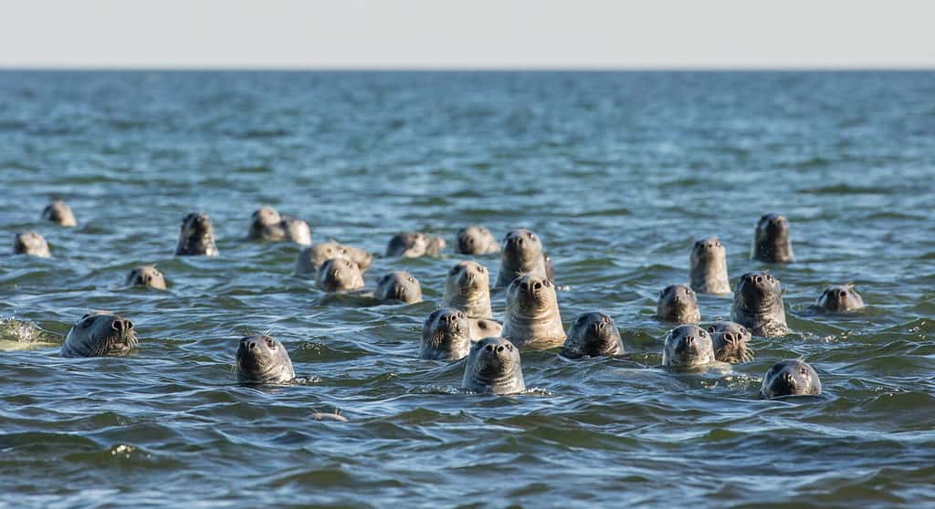 Group of Grey Seals peeking out from the water and curiously look the visitors