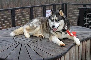 Discover the Top 9 Largest Husky Breeds Picture