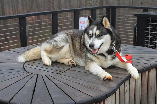 Discover the Top 9 Largest Husky Breeds - AZ Animals