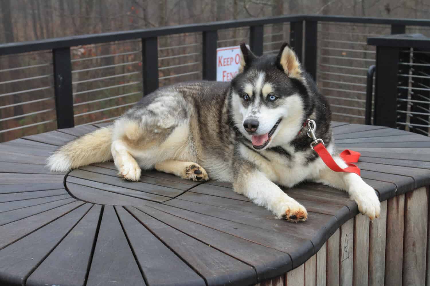 Portrait of happy Husky at park.
