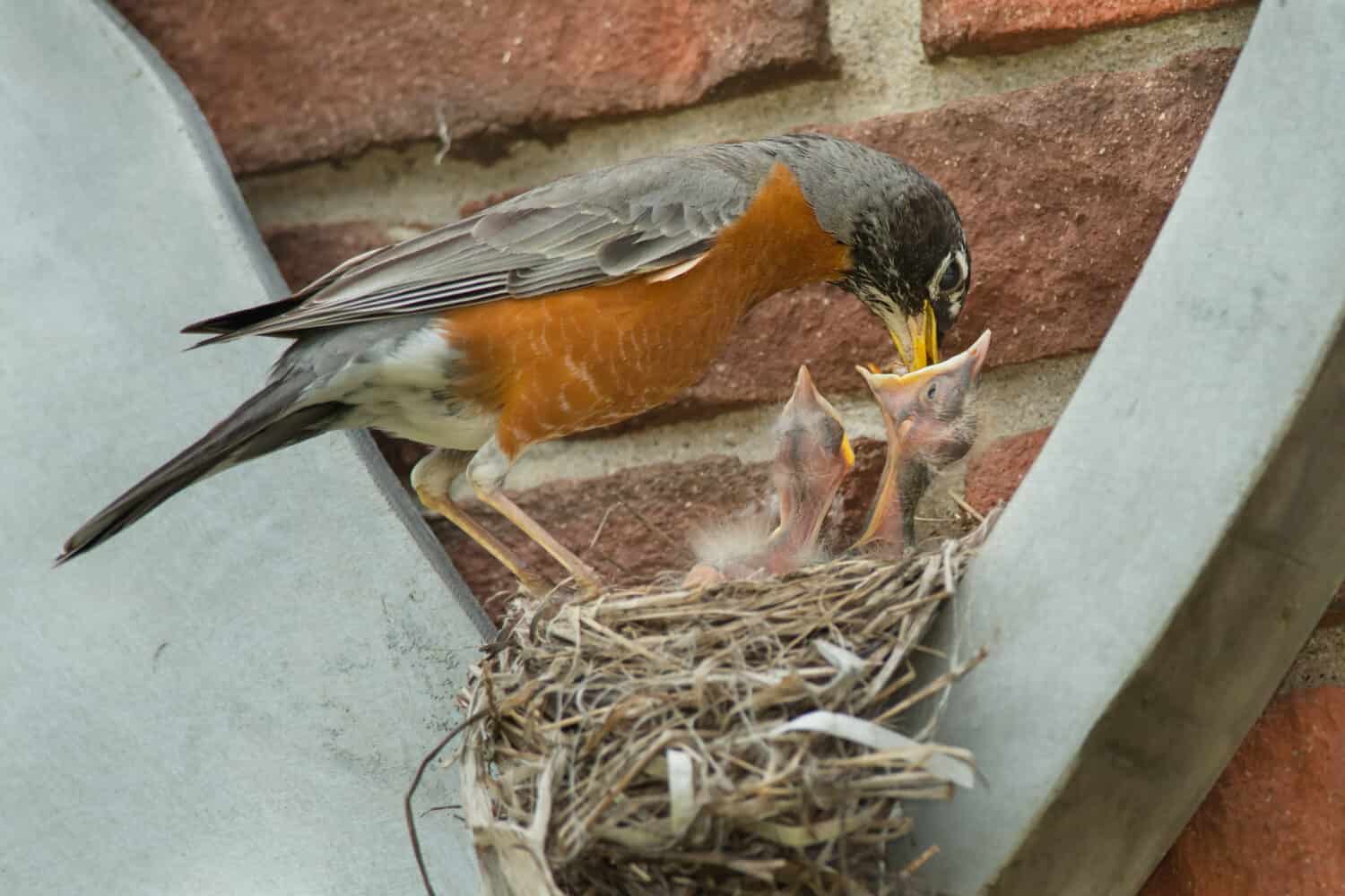 An American Robin is feeding one of its chicks in the nest on the side of a building