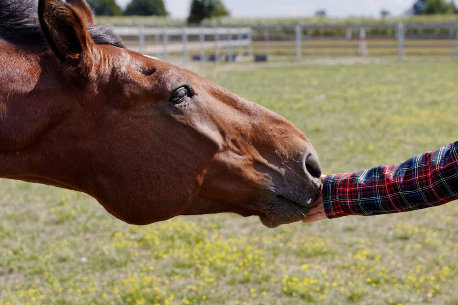 Woman hand touching horse head nose outside on paddock area. Human and horse friendship. Copy space.