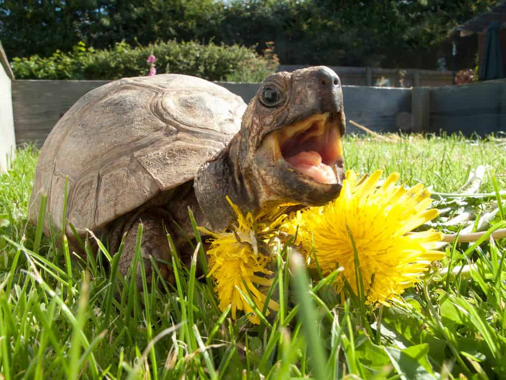 A close up shot of a turtle opening its mouth while eating dandelions in grass.