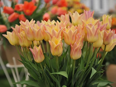 A 5 Tulips that Grow Great in Maine