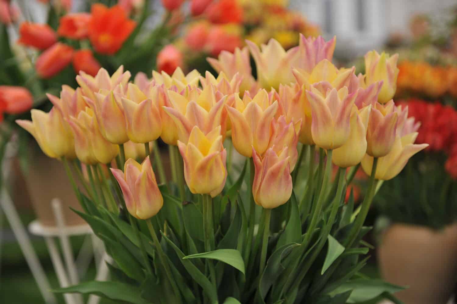 A bouquet of pinky-yellow lily-flowered tulips (Tulipa) Elegant Lady on an exhibition in May