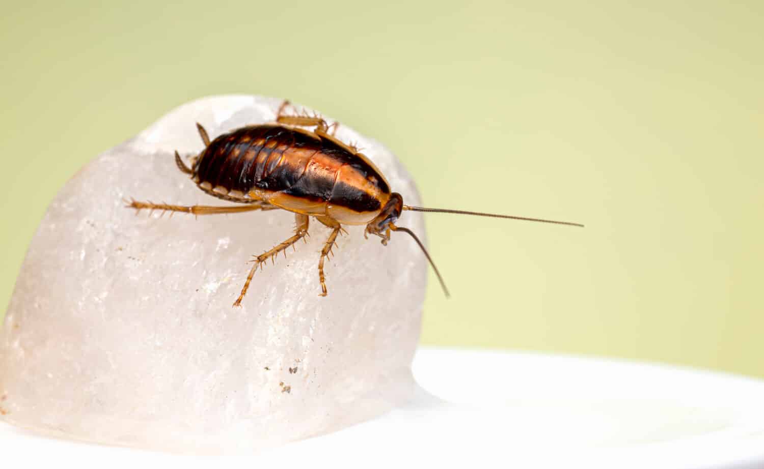 The German cockroach (Blatella germanica)