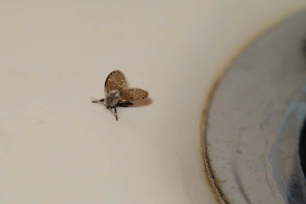 A drain fly (Psychodidae) hanging around in the bathroom close to a sink.