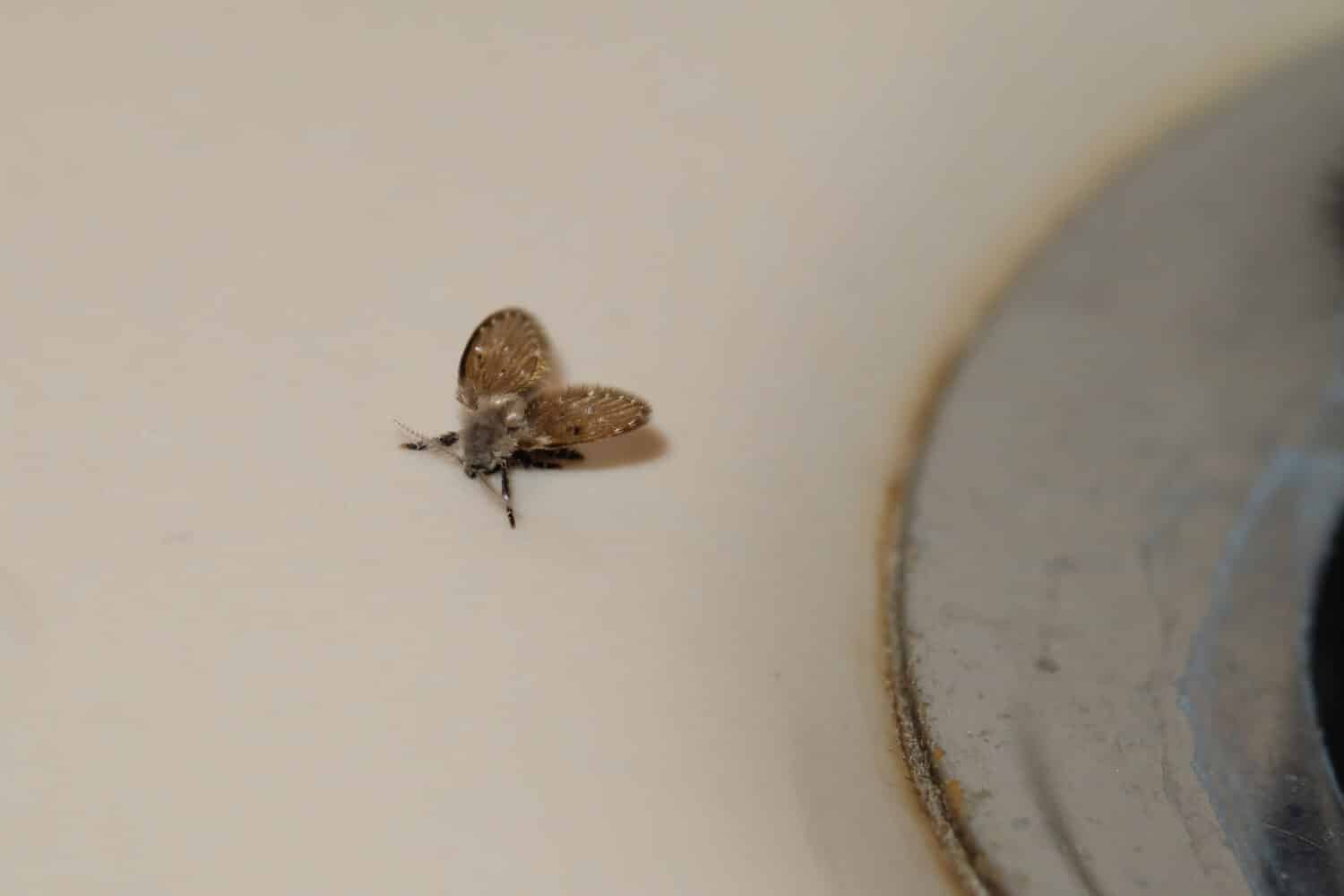 What Can You Do In Your Home To Get Rid Of Drain Flies?