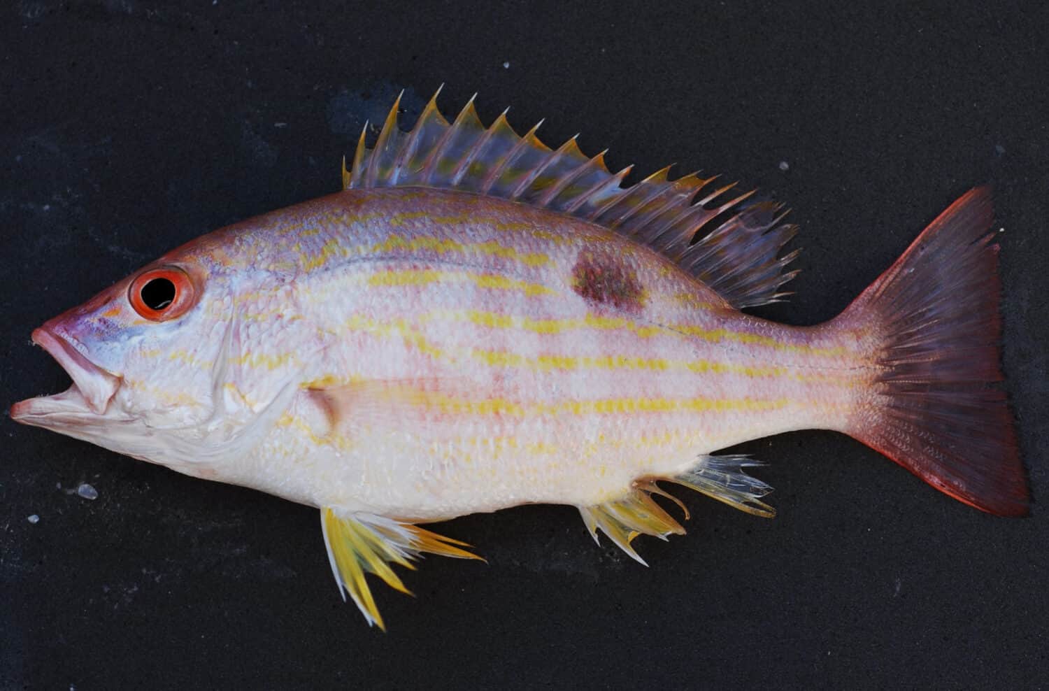 Lane snapper (Lutjanus synagris) . Gulf of Mexico.