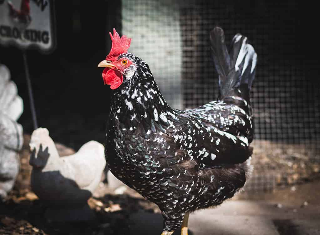 Ancona hen with large red comb