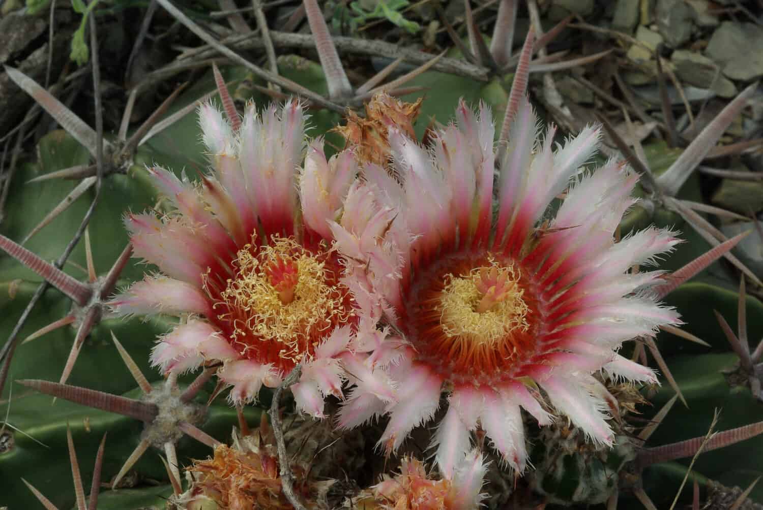 Echinocactus texensis with wonderful flowers