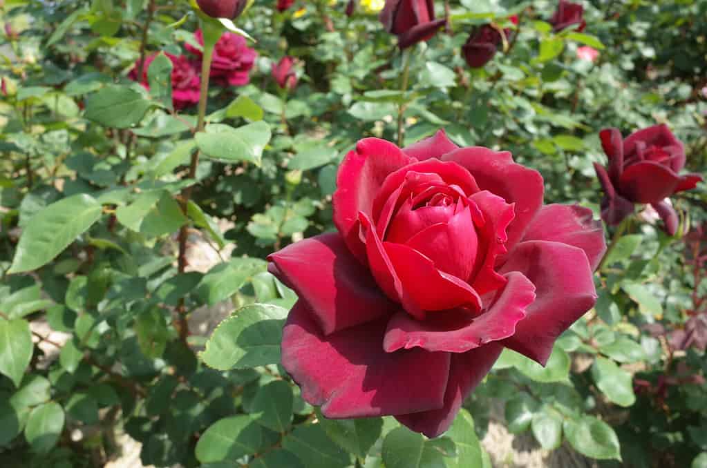 Dark Red Flower of Rose 'Oklahoma' in Full Bloom