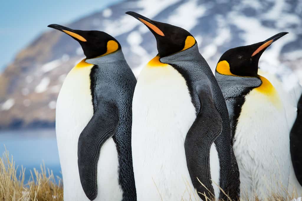 Emperor penguins of South Georgia