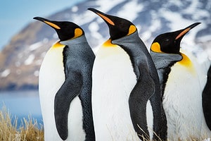 Discover 6 Sounds Penguins Make (and What Each Means) Picture