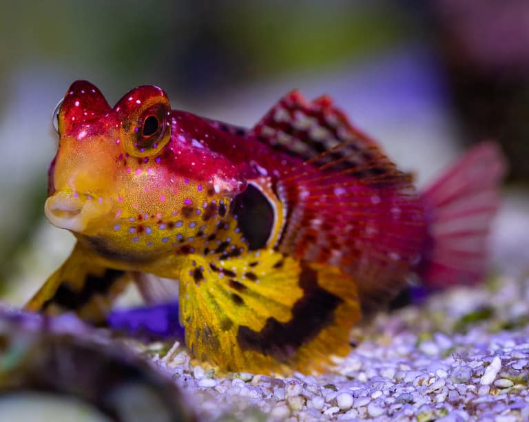 12 Unique Types Of Blenny Fish - A-Z Animals