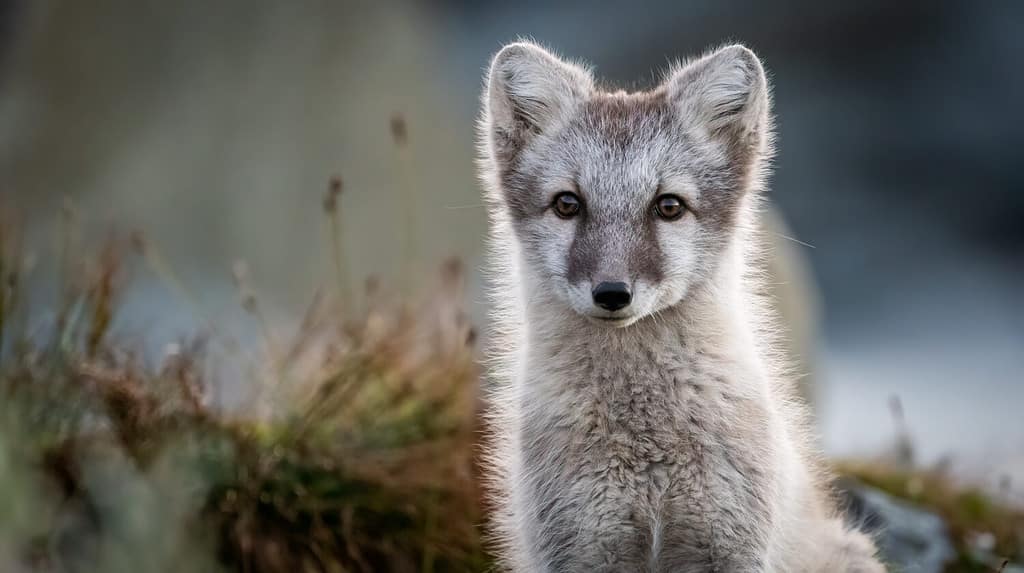 Arctic fox (Vulpes lagopus)