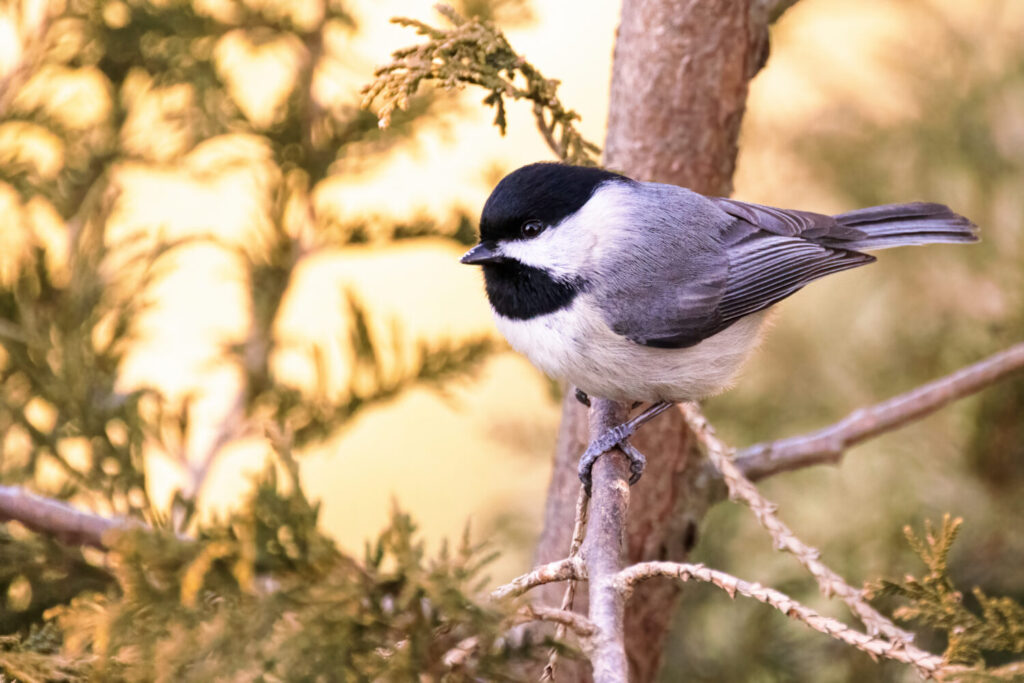 Carolina Chickadee Perched on a Tree in Spring