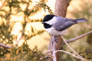 Carolina Chickadee: Identification, Common Locations, Diet, and More! Picture