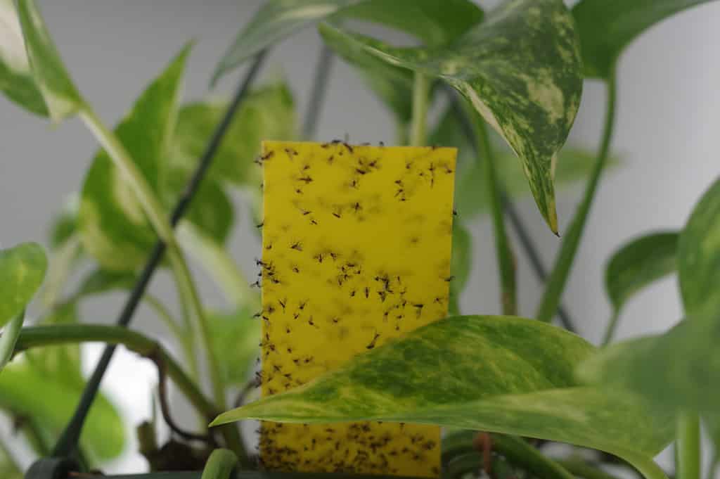 Soil gnats stuck to yellow sticky sheet