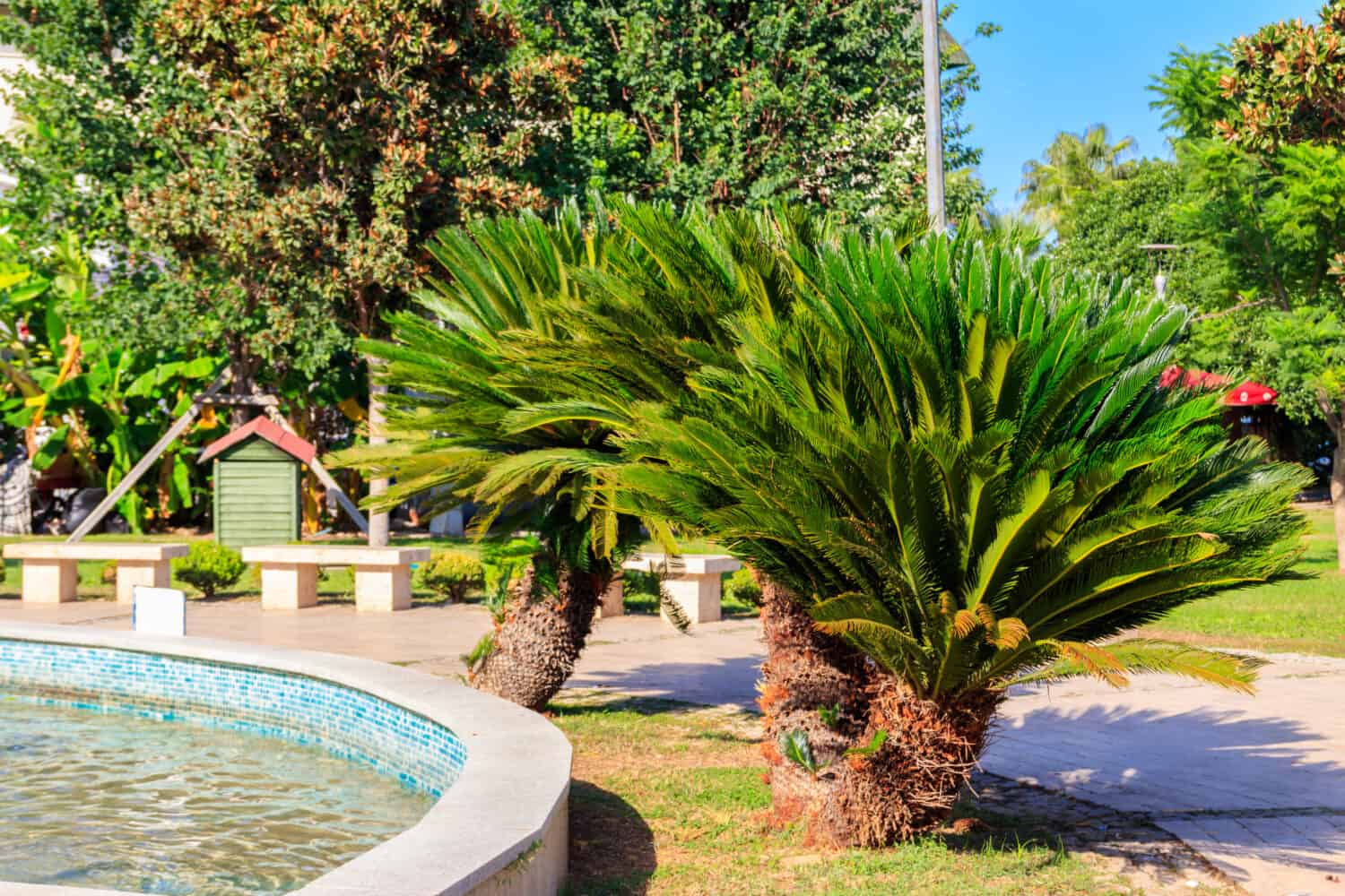 Pygmy date palm trees (Phoenix roebelenii) in city park in Kemer, Turkey