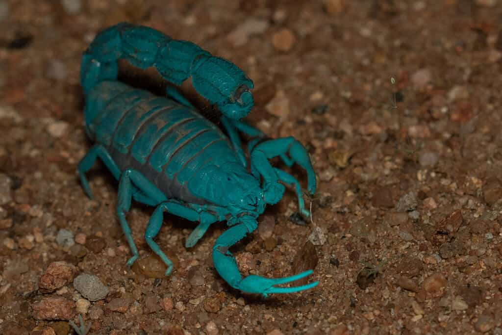 Parabuthus transvaalicus - Transvaal thick tailed scorpion