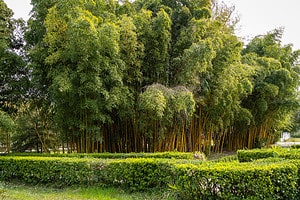Bamboo In South Carolina Picture