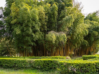 A Bamboo In South Carolina