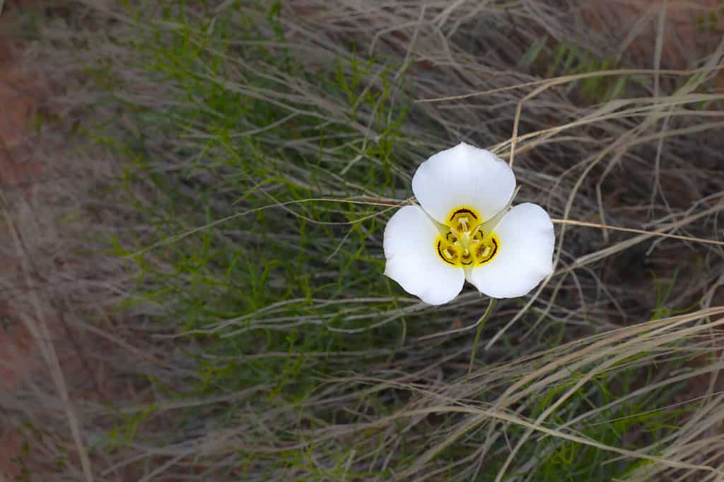 Single Sego Lily Calochortus nuttallii blossom in the canyon