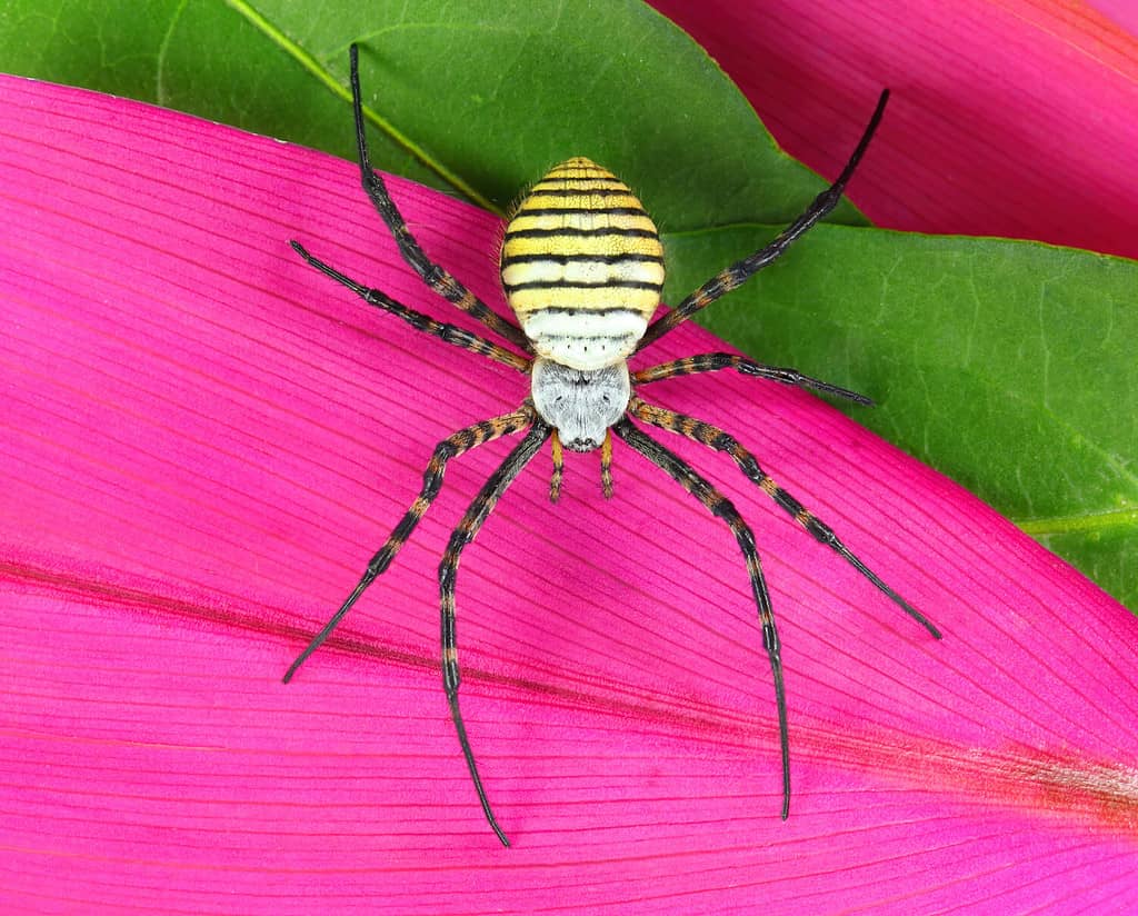 A banded garden spider on a pink leaf. 