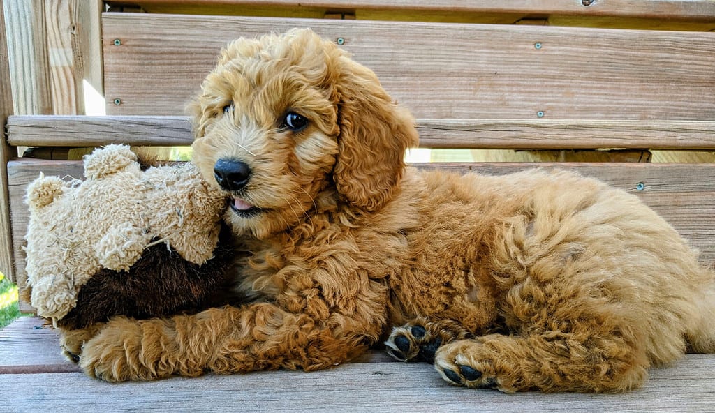 Goldendoodle Dog Breed Information