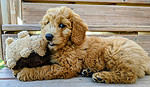 Goldendoodles are not hypoallergenic and often shed pretty heavily. They also require constant maintenance when it comes to grooming.