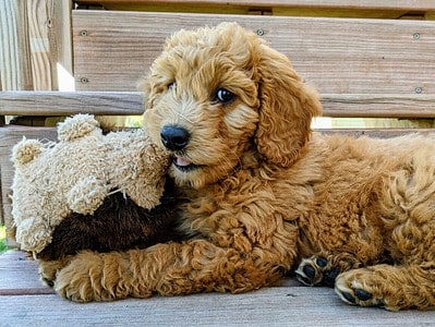 A Are Goldendoodles Hypoallergenic?