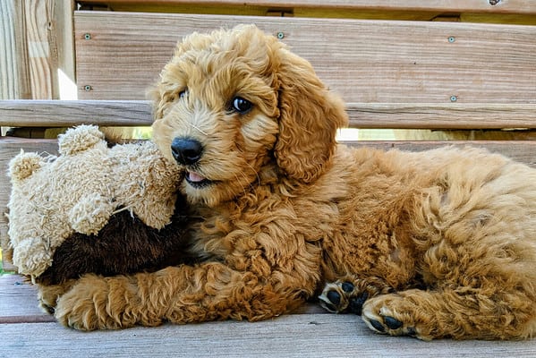 Goldendoodles are not hypoallergenic and often shed pretty heavily. They also require constant maintenance when it comes to grooming.