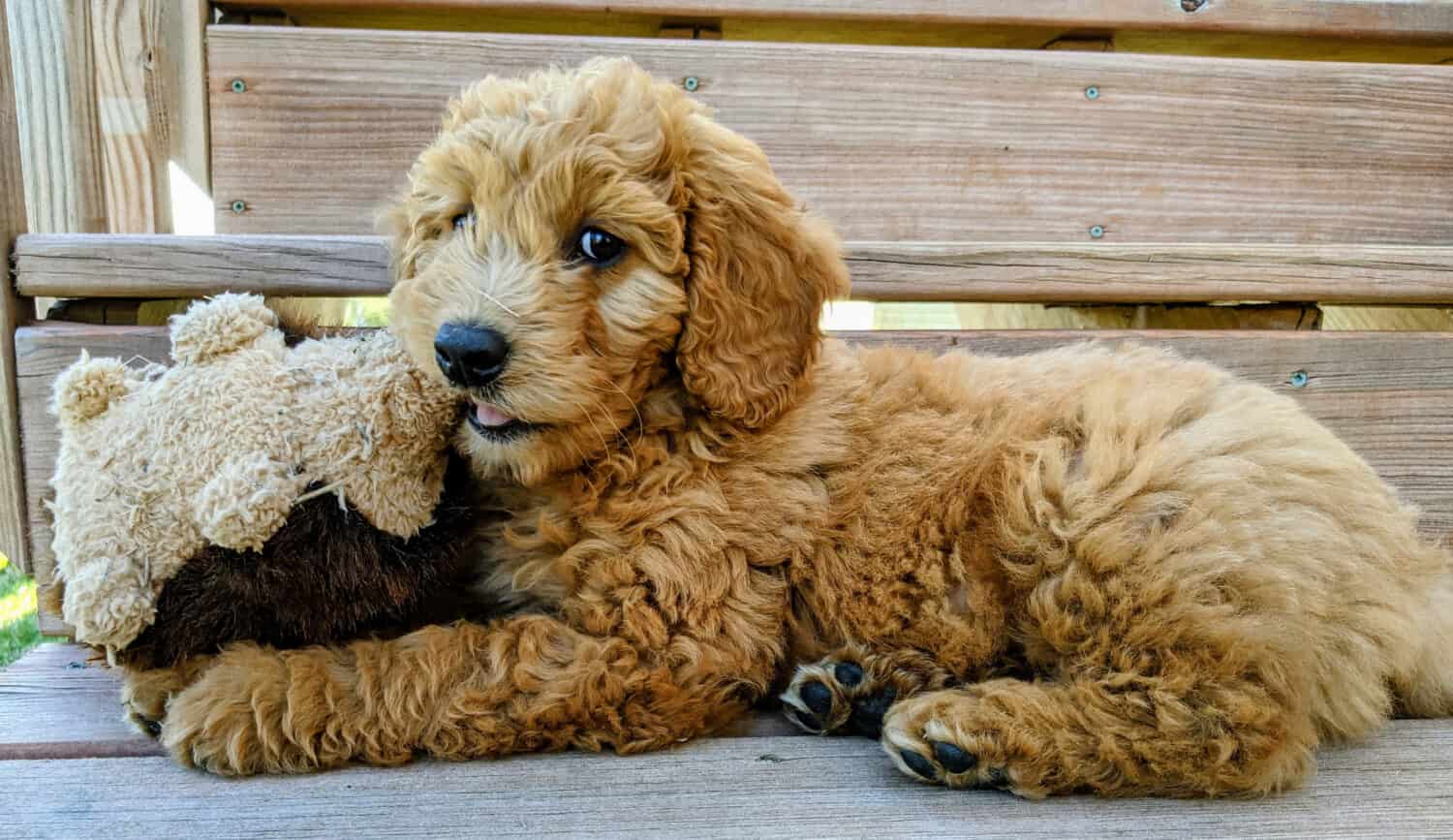 English Goldendoodle Puppy with dog toy