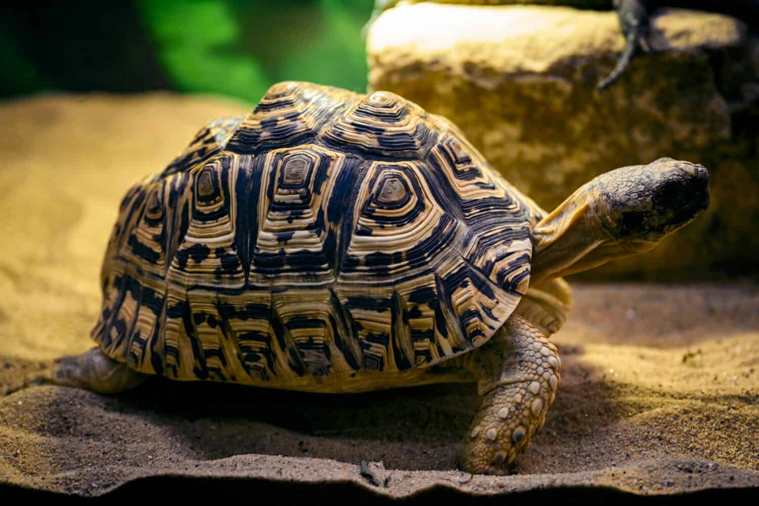 Stigmochelys pardalis - leopard tortoise in a terrarium.