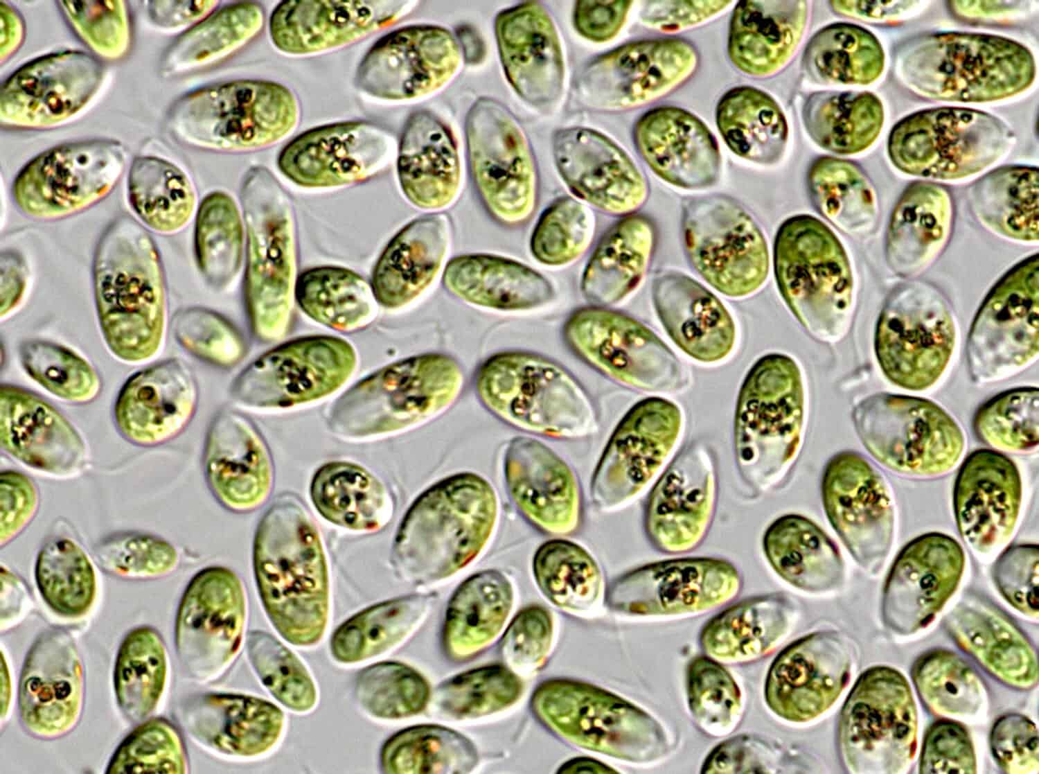 Dunaliella, flagellated green alga (Chlorophyceae, Protista), microscope image of large number of living cells shwoing flagella, cell walls, chloroplasts and eyespots (stigma)