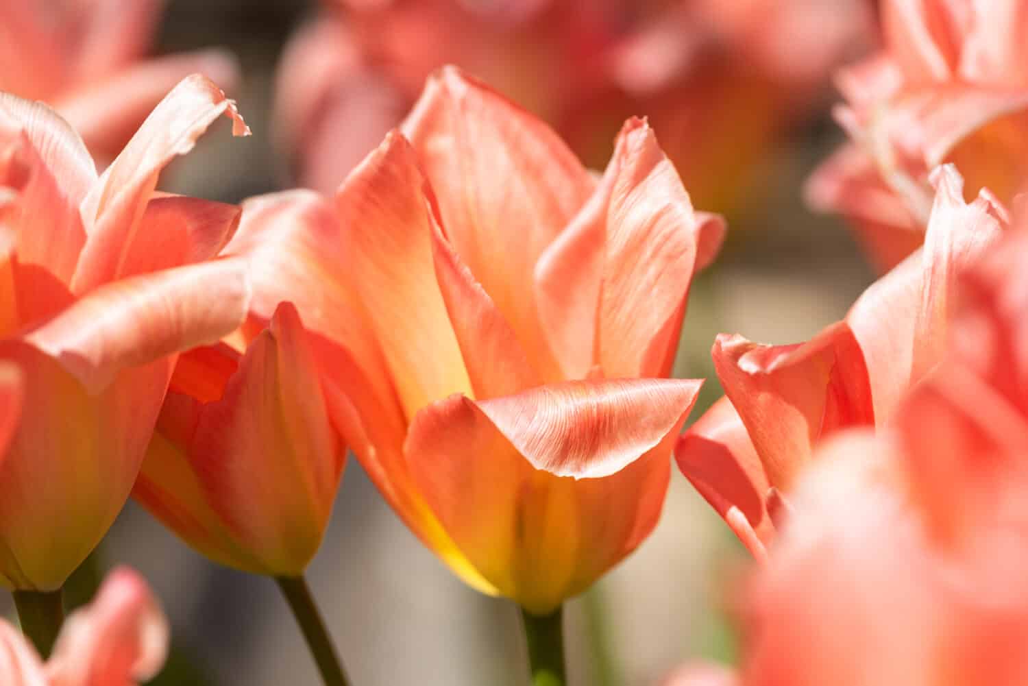 Apricot tulip, Tulipa 'Apricot Impression'