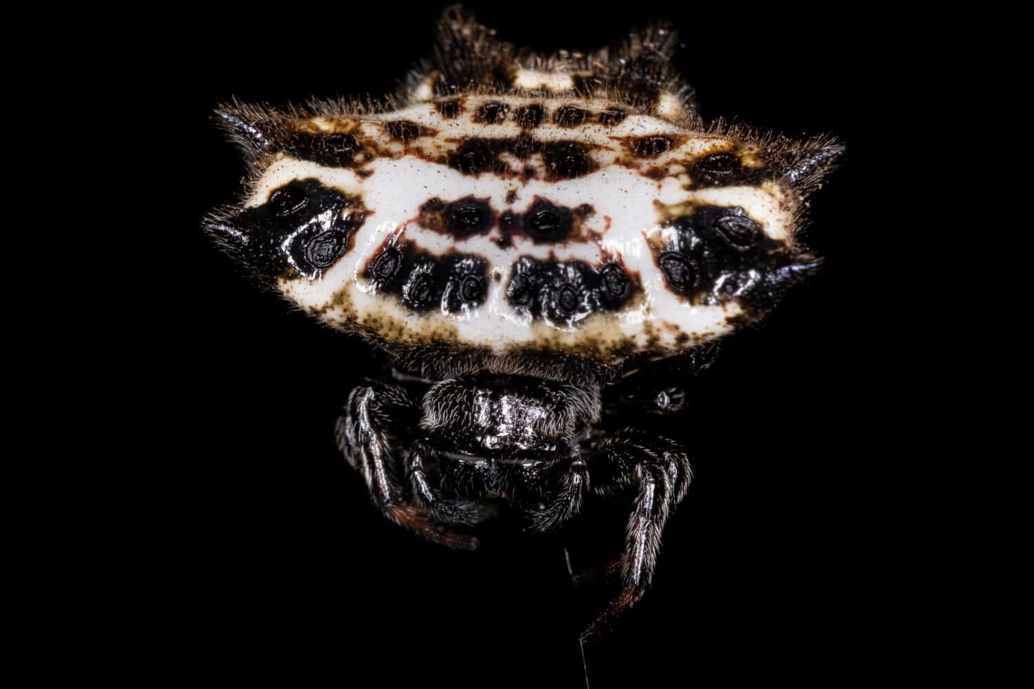 Adult Spinybacked Orbweaver of the species Gasteracantha cancriformis