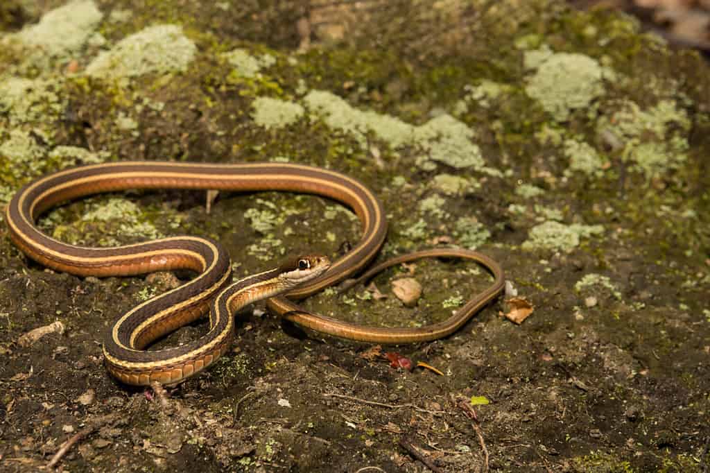 Eastern Ribbon Snake (Thamnophis saurita saurita)