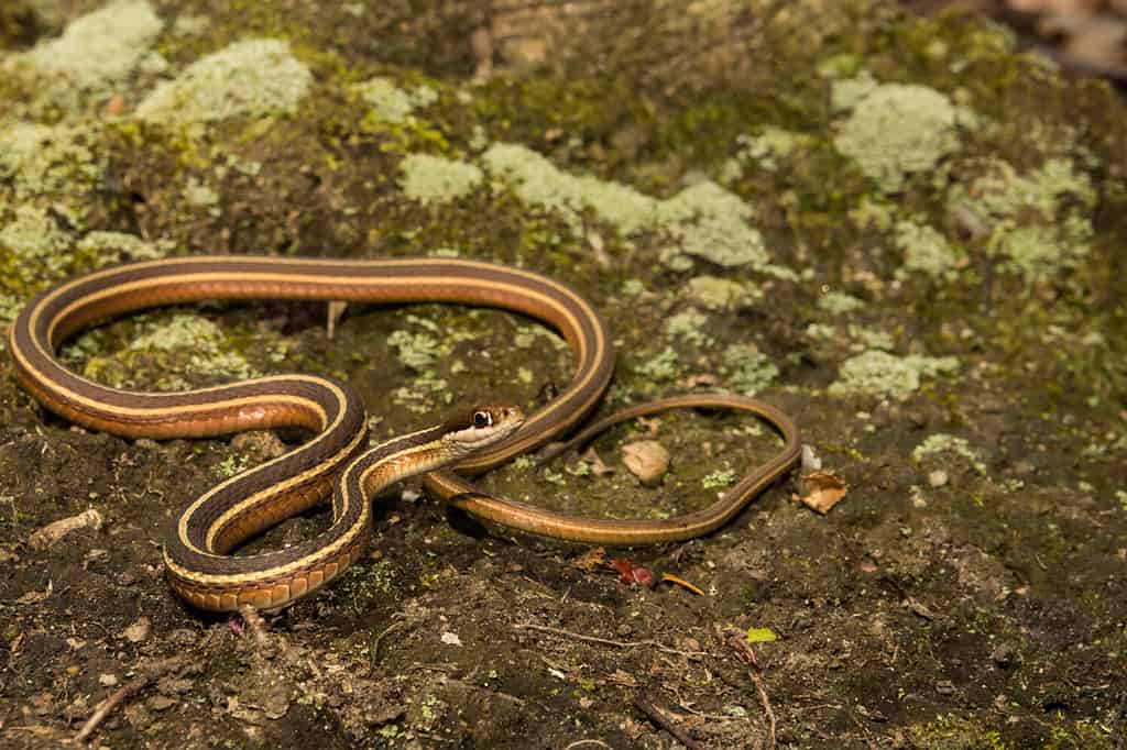 Eastern ribbon snakes often live close to a source of water.