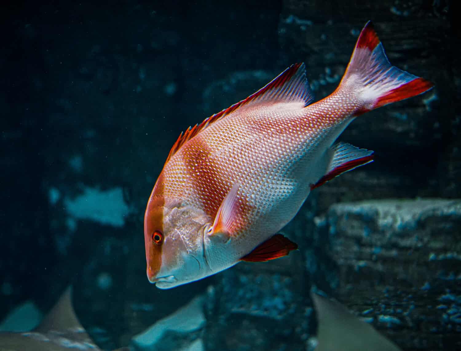 A closeup shot of a Snapper fish swimming in the aquarium