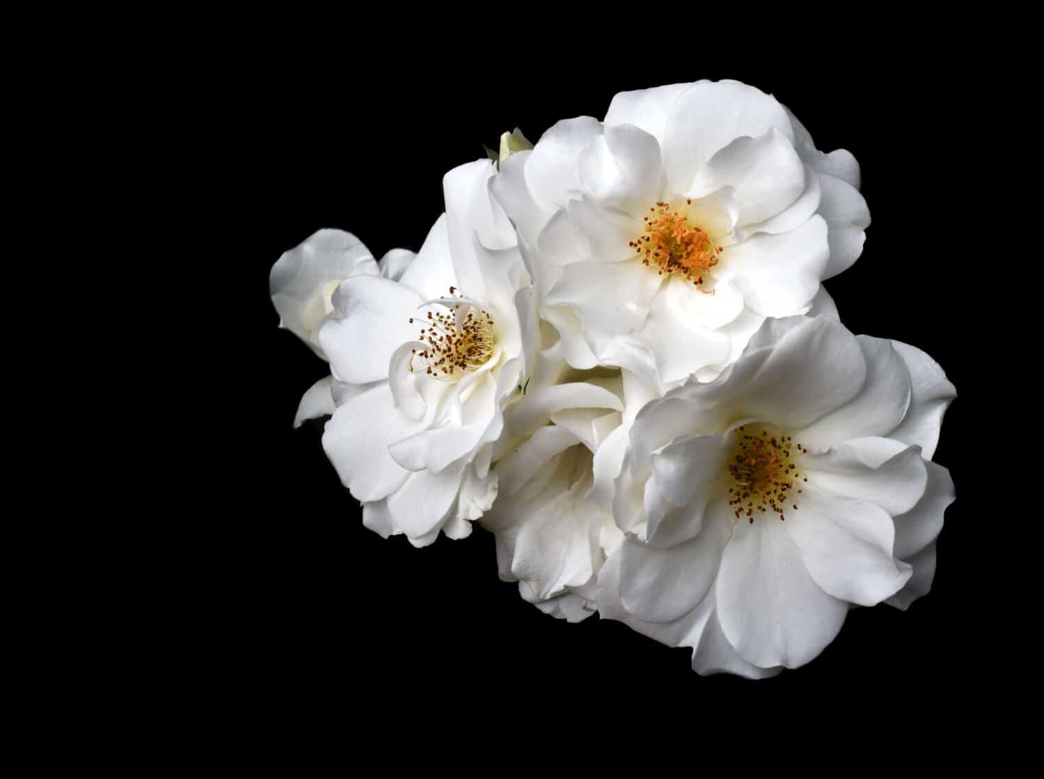 The perfect Award Winning Iceburg rose Bouquet On Black