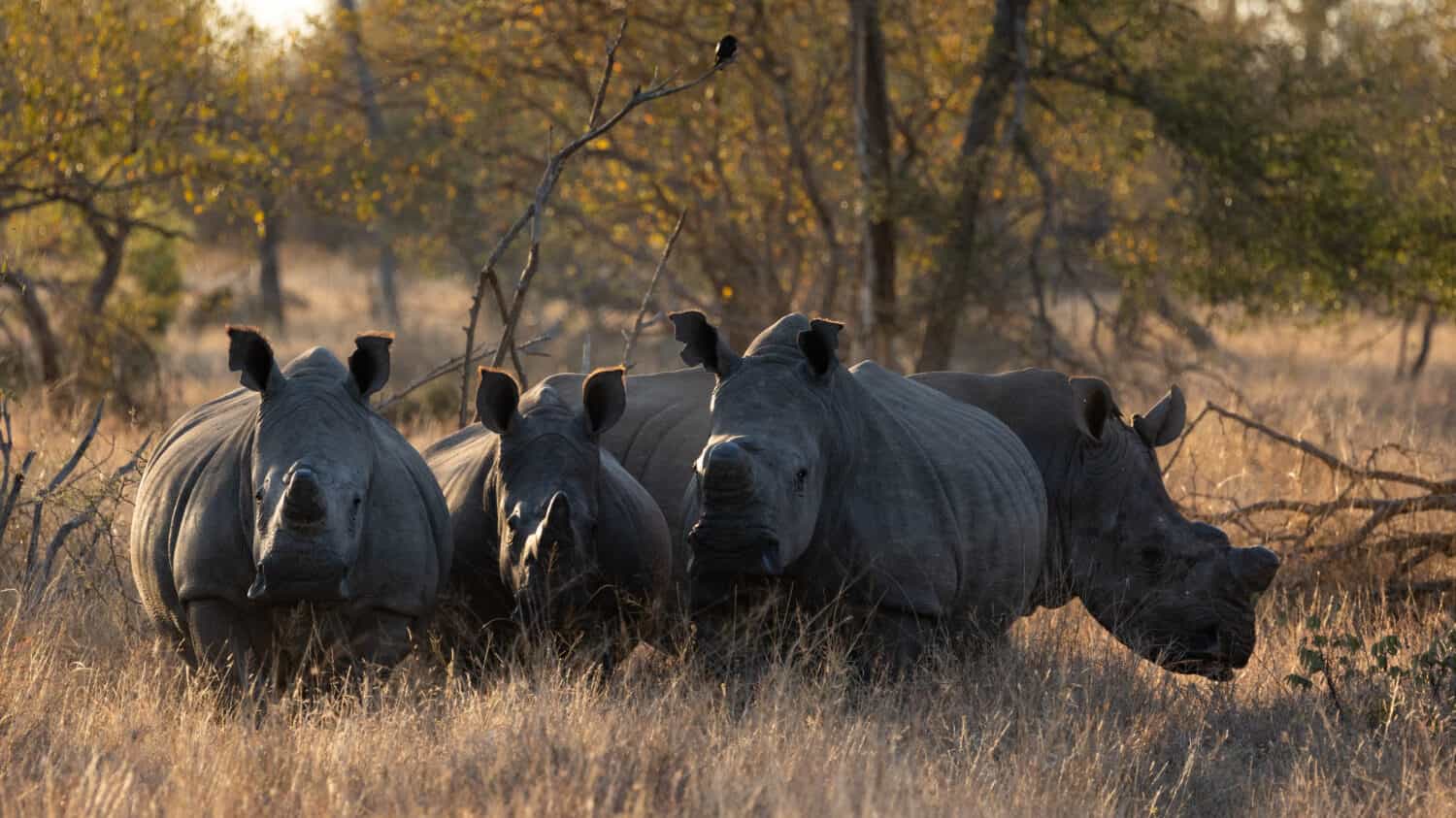 What Is a Group of Rhinos Called? - A-Z Animals