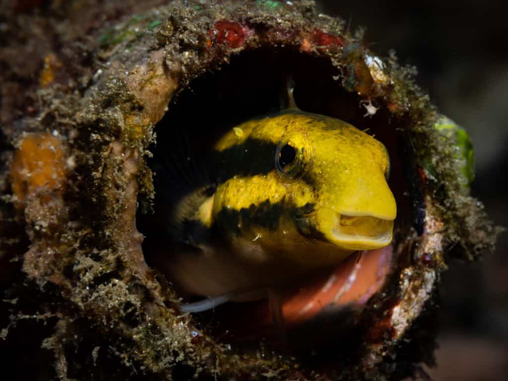 Striped fang blenny, Lembeh Island, Indonesia