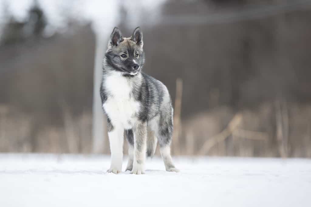  An Agouti Siberian husky in the snow.  