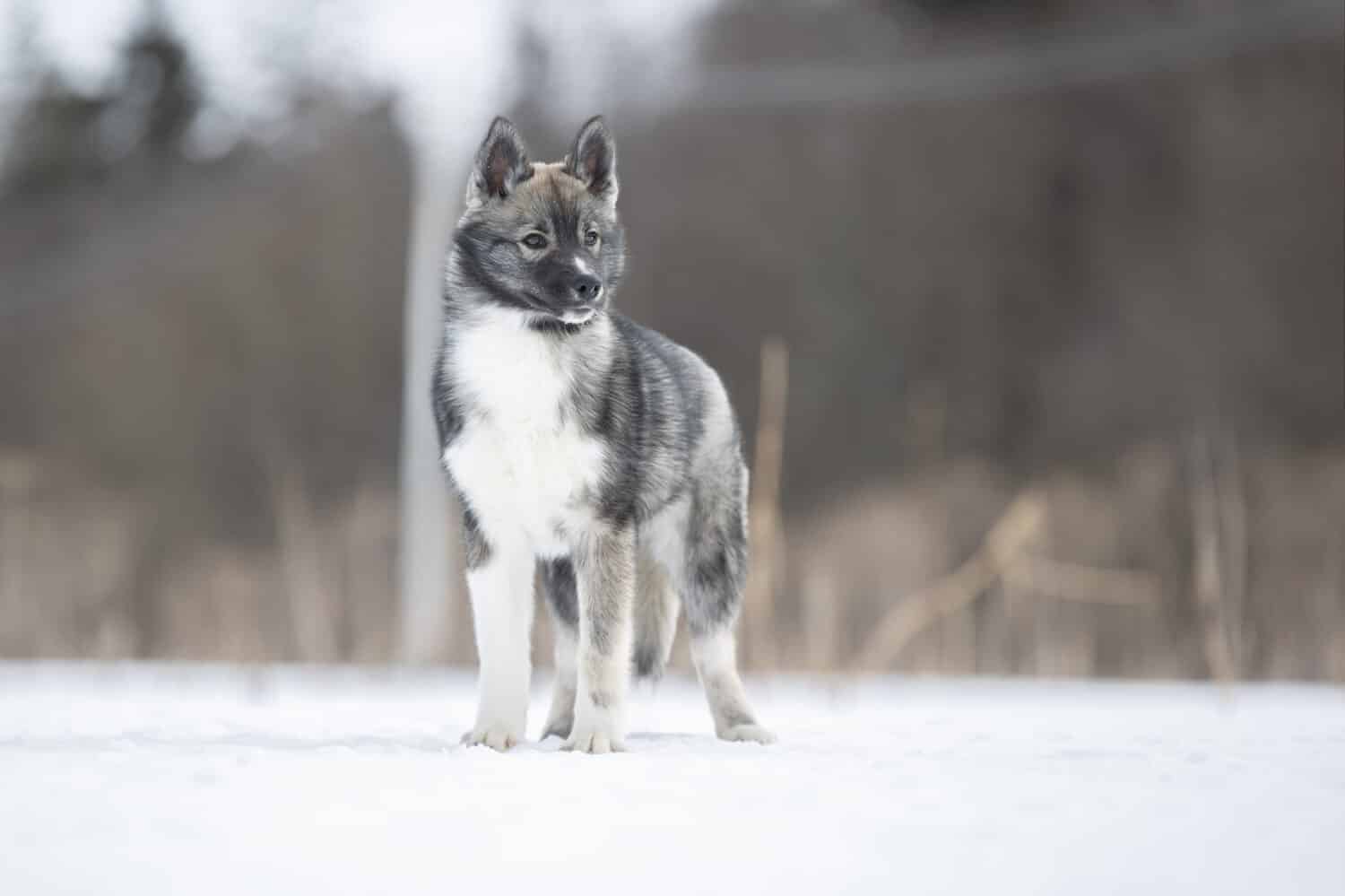 Discover the Top 10 Rarest Husky Colors AZ Animals