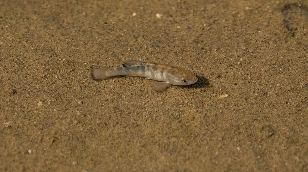 Rare pupfish in Death Valley laying eggs and mating in a salt creek.