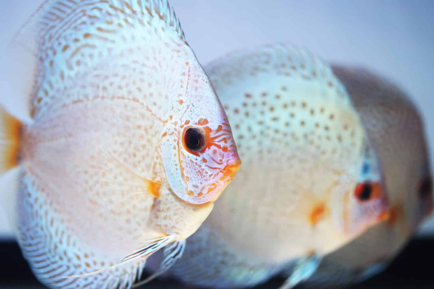 A group of Blue scorpion fancy discus swimming in group 