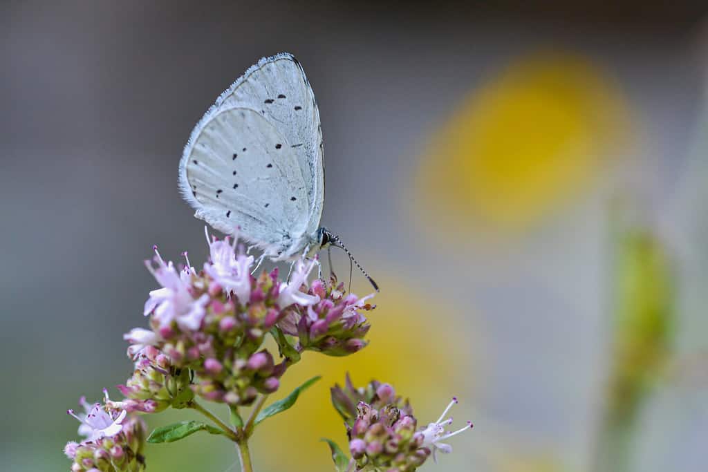 A Summer Azure Butterfly or Celastrina neglecta on a flower
