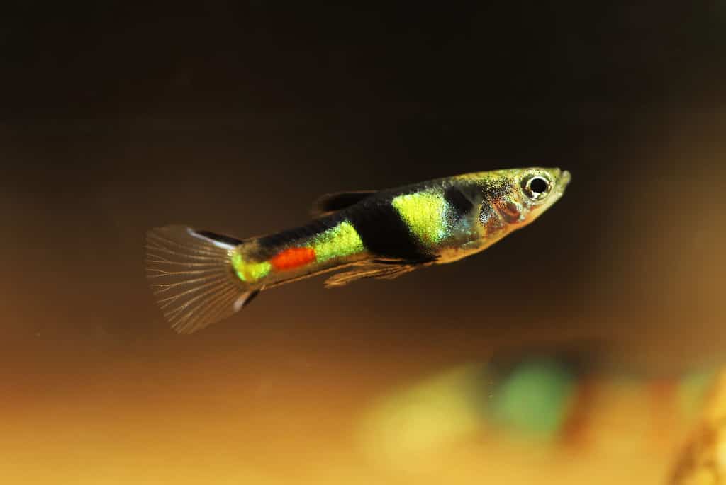 Male Wild Guppy (Poecilia wingei) from El Tigre in Venezuela